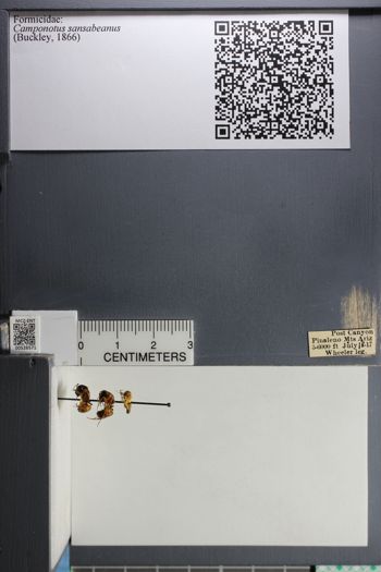 Media type: image; Entomology 526571